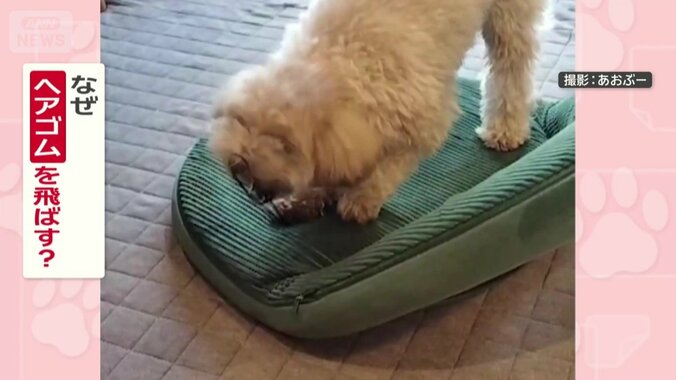 なぜヘアゴムを飛ばす？