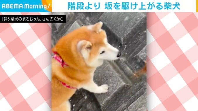 柴犬のまるちゃん