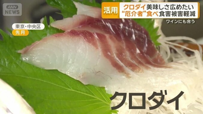 タイの仲間「クロダイ」