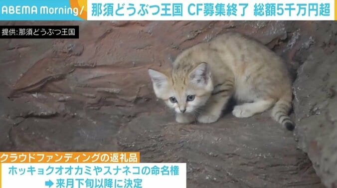 那須どうぶつ王国で“カピバラ露天風呂”始まる CFで集まった支援と温かいメッセージに心新た「責任を感じております」 3枚目