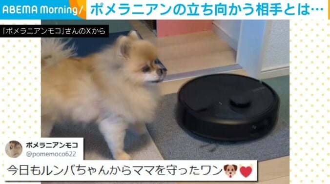 ポメラニアンのモコくん