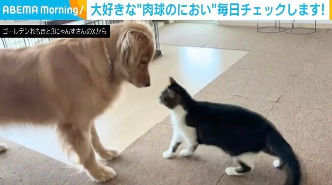 ゴールデンレトリバーのれも吉ちゃん、ネコのちま吉ちゃん