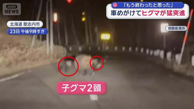 子グマが2頭