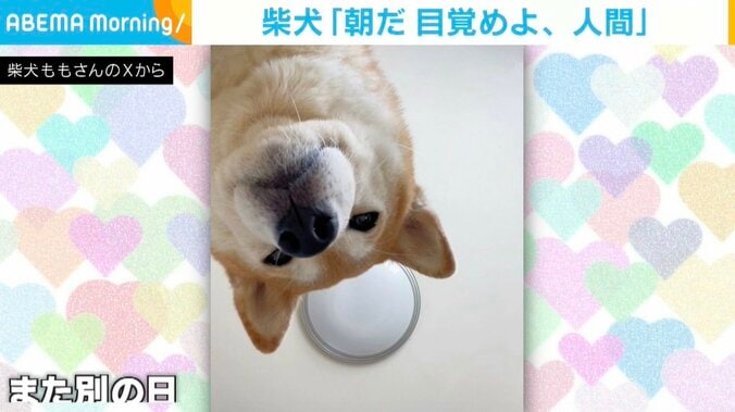 柴犬のももちゃん