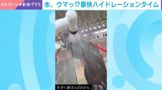 馬のノーブルビーチ