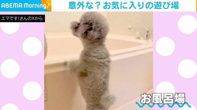 トイプードルのエマちゃん