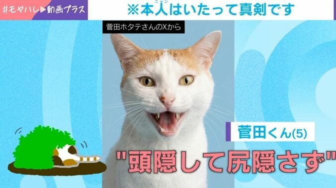 猫の菅田くん