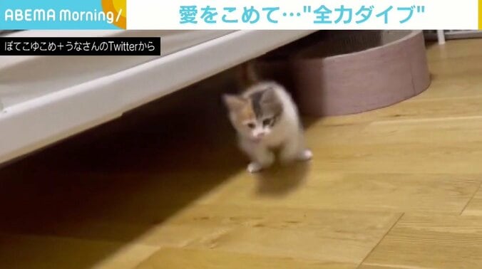 ベッドの下から飛び出し“全力ダイブ” 保護猫の愛情表現に飼い主も「うれしいです」 1枚目