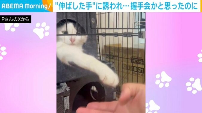 保護猫のミシェルちゃん