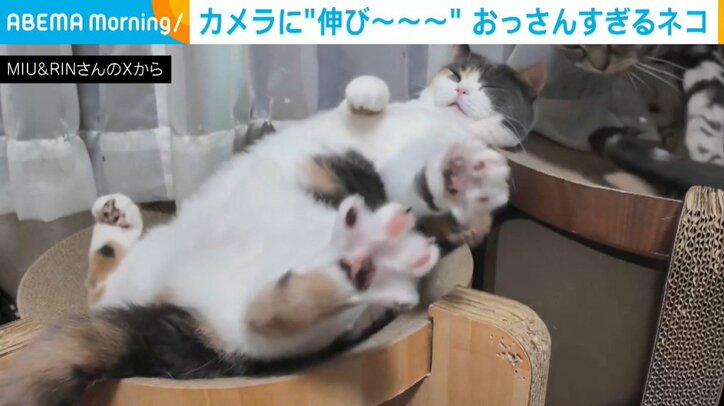 猫のみゅーちゃん（3歳）
