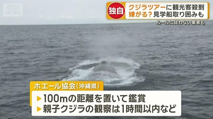 沖縄県に4つあるホエール協会が定めるルール