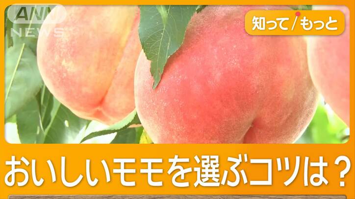 モモ巨大化　猛暑と少雨で「甘くて柔らかい」　食べ頃サインは「シュガースポット」