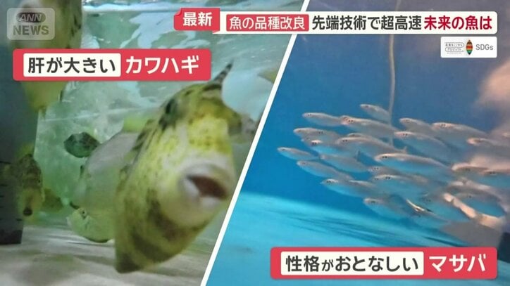 肝の大きなカワハギ　おとなしくなったマサバ