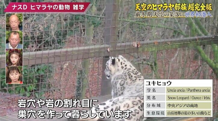 ヒマラヤに生きる絶滅危惧種指定の「幻の動物」とは? ナスDが解説する高地の動物雑学
