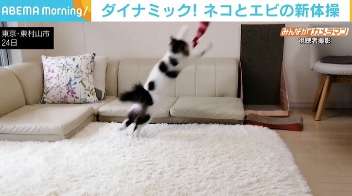 エビのおもちゃで“新体操”？ 猫が見せるダイナミックな技の数々 「テンションバク上げやん」
