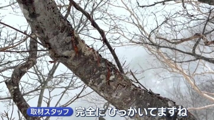 クマが出没したとみられる痕跡も