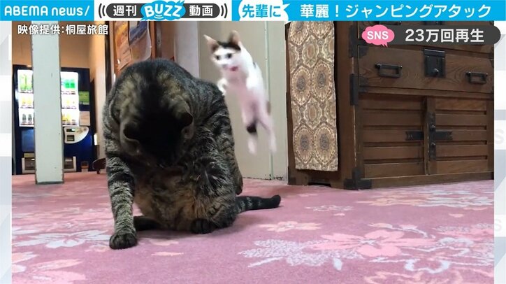「下剋上だニャー！」子猫が先輩猫に華麗なジャンピングアタック 驚きの跳躍力が話題