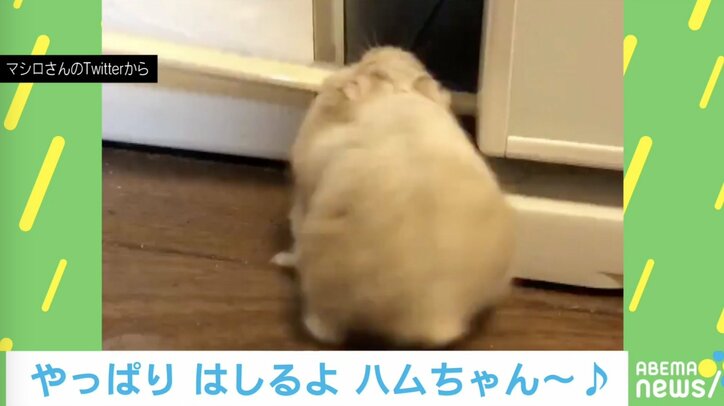 癒されまくり！今年話題を集めた小動物の可愛い＆爆笑投稿5選