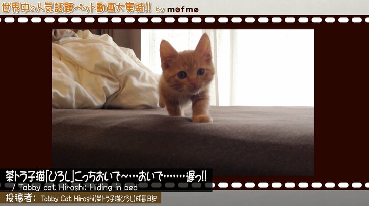 「手の上で熟睡中ニャ」可愛い猫&犬が大集結 『mofmo』とのコラボ番組をAbemaTVで放送