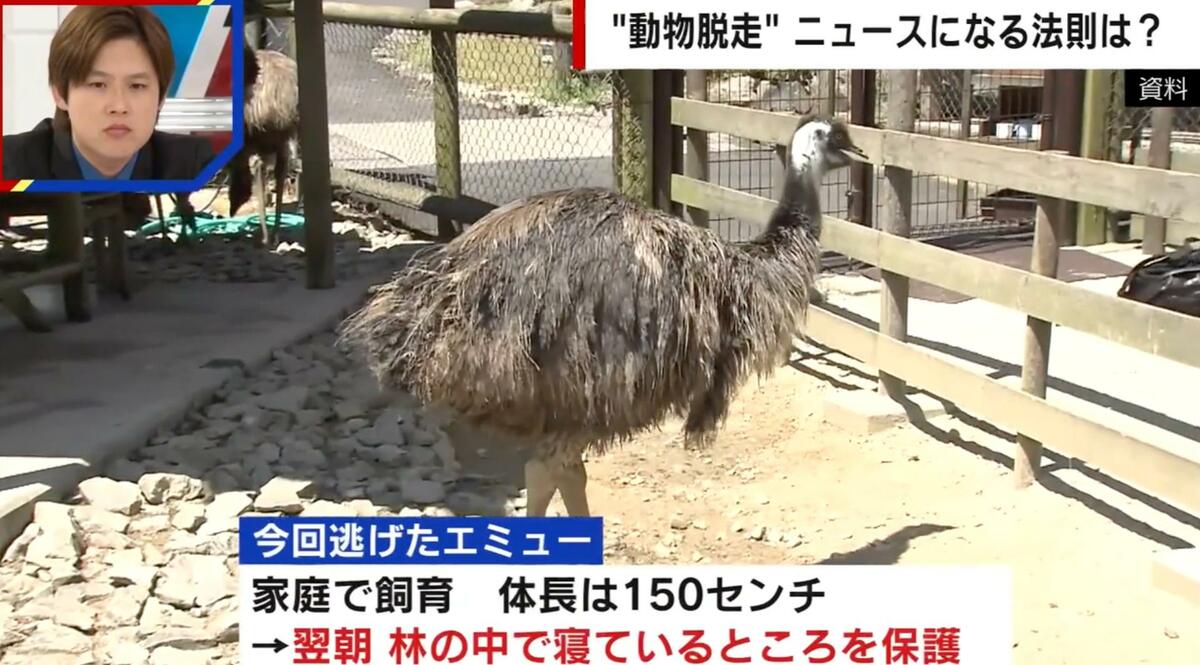 住宅から“巨大な鳥”が脱走…エミューの謎を調査「大きな音でショック死