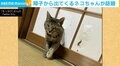 猫が障子を突き破り「侵入成功」 その表情に「閉めた奴が悪い！って顔」との反響も