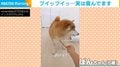 おやつを避ける柴犬 不器用な“照れ隠し”に「超絶かわいい」「ずっと見てられる」と悶絶の声
