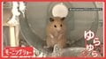 気分はサーファー!? 回し車で立ったまま…ゆらゆら すごい体幹のハムスターさん