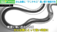 アニサキスが“がん治療”に? 体内での強い武器になる可能性 研究者「それを飲む日が来るかも」