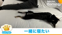 【映像】飼い主と"シンクロ"して眠る犬