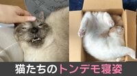 狭いところが大好きな猫