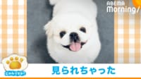 【映像】こっそり甘えていたのに...バレちゃった犬