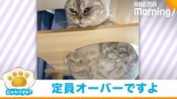 【映像】顔つきが変わってしまった妹猫（アップあり）