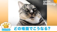 “黒目が行方不明” 衝撃的な顔を披露する猫