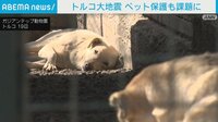 トルコ地震　飼い主失ったペットの保護が課題に