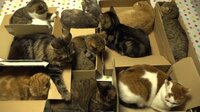 10CATS. ~動画総集編 Part1~11~一挙放送 | AbemaTV