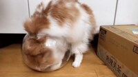  【映像】透明な鉢にニュルン…デカ猫の挑戦