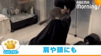 【映像】“ちょこん”と肩に飛び乗るチンチラ