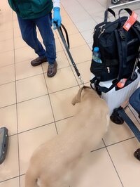 川崎希『空港で警察犬？』