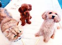 広田レオナ『ガン撲滅を真剣に考えてみた…』