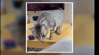 【映像】「飛びすぎじゃない?」猫が見せた秀逸リアクション