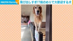 “柵越キワキワ”に立つゴールデンレトリバー 前のめりでお出迎えをする姿が話題