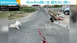 「見事なY」「きれいな三等分」 行きたい方向を“譲らない”、黒柴vs白柴vs飼い主の構図に反響
