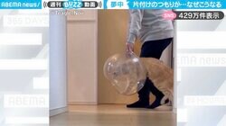 「片付けのつもりが…なぜ？」金魚鉢に乗ってしまう猫の“かわいすぎる行動”がSNSで話題！「目線をこっちに向けるのじわじわ来る笑」「ドリフのコントを思わせる動きw」