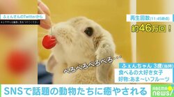 「モフモフ！」「ドローンが！」癒し効果抜群、SNSで話題のペットたち