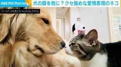 犬に自ら顔を食べられにいく猫…クセ強めな愛情表現に「かわいい！朝から気持ちがほんわかする」など反響