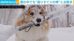 大雪でも…木の棒を“くわえっぱなし”で散歩するコーギーに「気をつけて運ぶんだよ〜」「職人の意地と誇り」など反響続々
