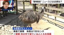 住宅から“巨大な鳥”が脱走…エミューの謎を調査「大きな音でショック死するほどデリケート」