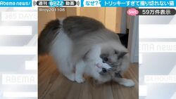 今、何が起こった？カメラが捉えた決定的瞬間！猫が一回転しようとするも…その後の行動が意味わからなすぎて爆笑する人続出
