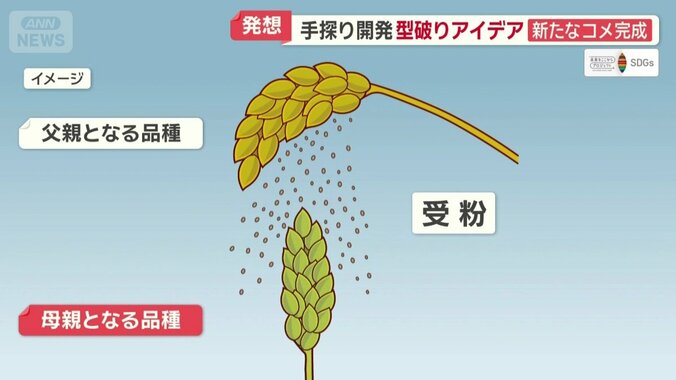 交配のやり方