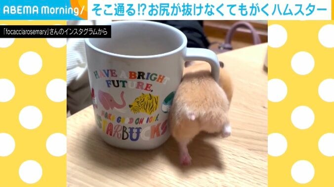 キンクマハムスターのむぎちゃん